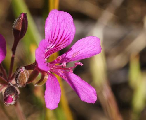 Pelargonium rodneyanum (Magenta storksbill) — photo