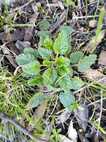 Pelargonium rodneyanum (Magenta storksbill) — photo