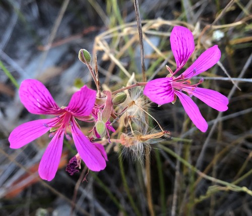 Pelargonium rodneyanum
