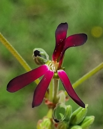 Pelargonium sidoides — photo