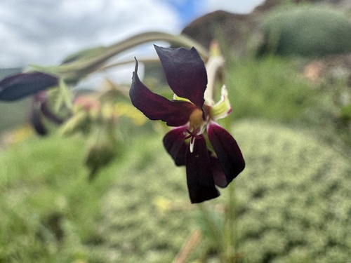 Pelargonium sidoides — photo