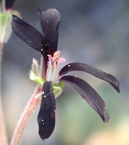 Pelargonium sidoides