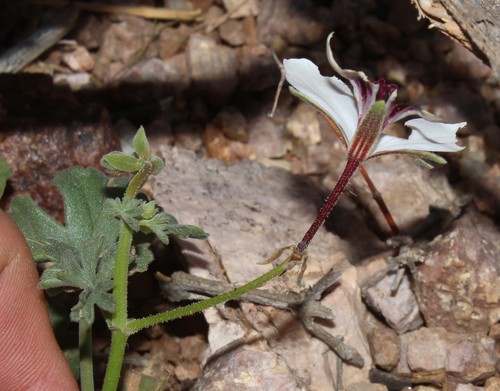 Pelargonium tenuicaule — photo