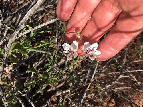 Pelargonium tenuicaule — photo