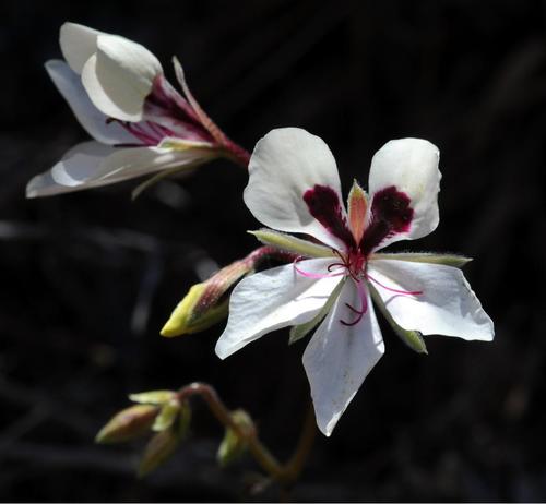 Pelargonium tenuicaule