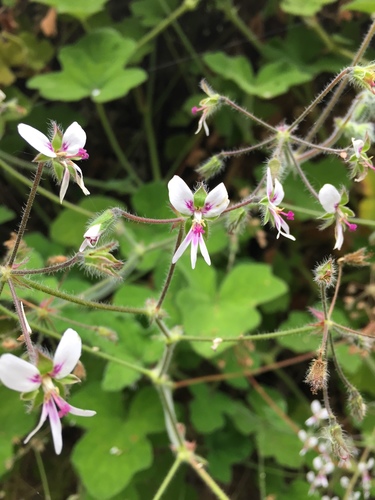Pelargonium tomentosum (Peppermint geranium) — photo