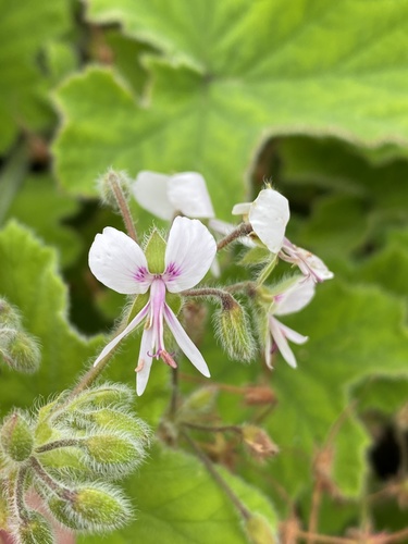 Pelargonium tomentosum (Peppermint geranium) — photo