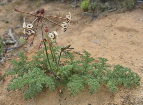 Pelargonium triste — photo