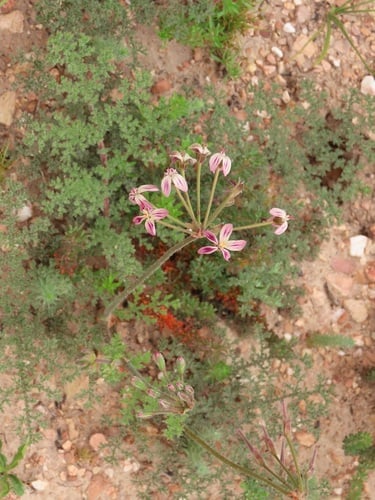 Pelargonium triste — photo
