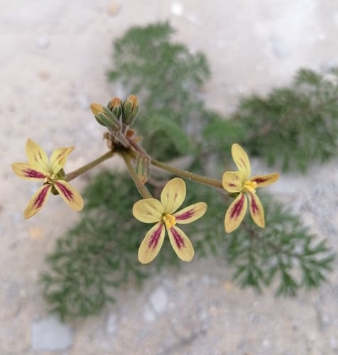 Pelargonium triste