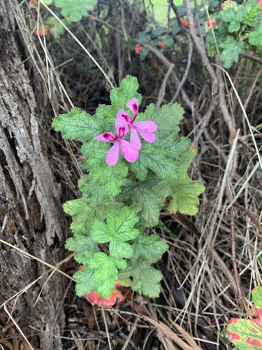 Pelargonium x hortorum (Bedding geranium) — photo