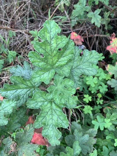 Pelargonium x hortorum (Bedding geranium) — photo