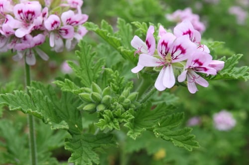 Pelargonium melissimum