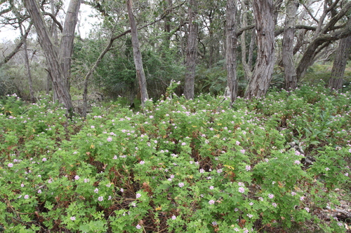 Pelargonium x nervosum (Lime geranium) — photo
