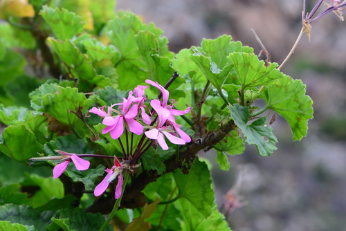 Pelargonium zonale (Horseshoe Geranium) — photo