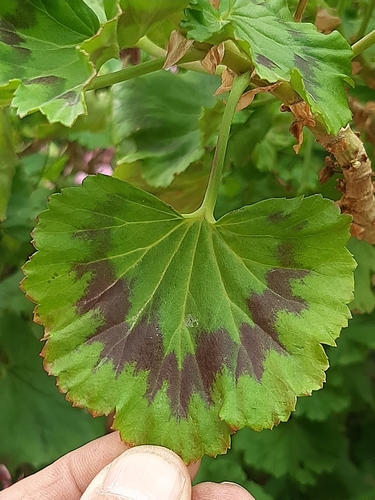 Pelargonium zonale (Horseshoe Geranium) — photo
