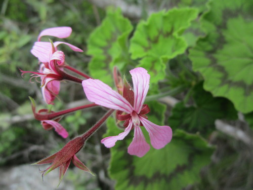 Pelargonium zonale