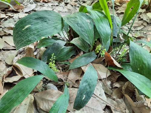 Peliosanthes teta (China lily) — photo