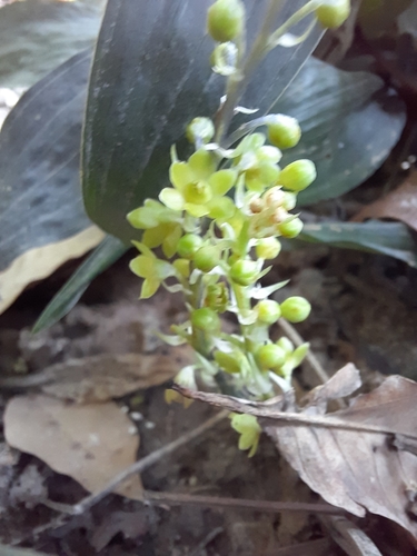 Peliosanthes teta (China lily) — photo