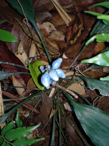 Peliosanthes teta