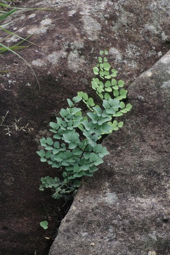 Pellaea calomelanos