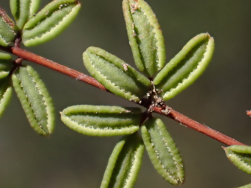 Pellaea mucronata (Tea fern) — photo