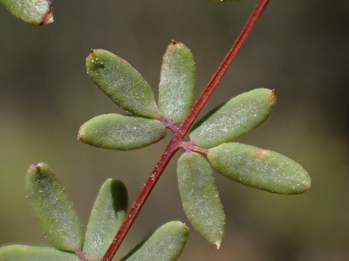 Pellaea mucronata (Tea fern) — photo
