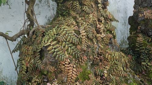 Pellionia repens (Trailing watermelon begonia) — photo