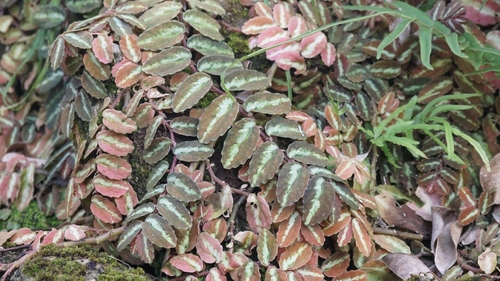 Pellionia repens (Trailing watermelon begonia) — photo
