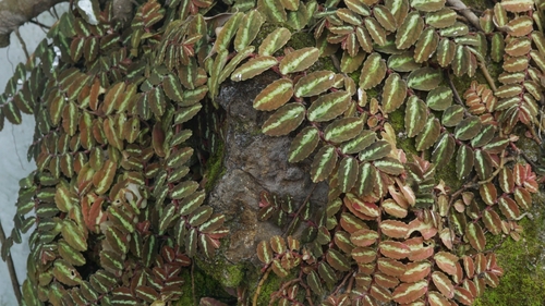 Pellionia repens