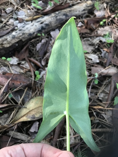 Peltandra sagittifolia (White Arrow Arum) — photo
