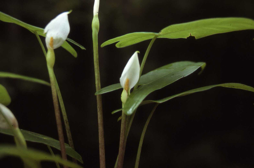 Peltandra sagittifolia (White Arrow Arum) — photo