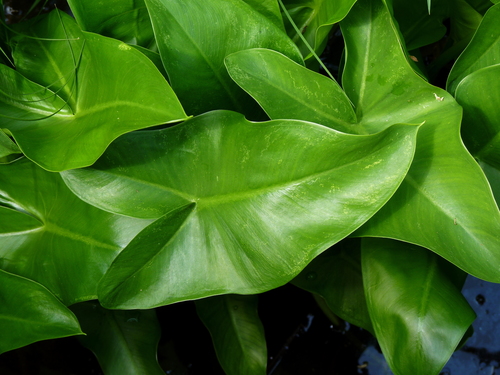 Peltandra virginica (Green arrow arum) — photo