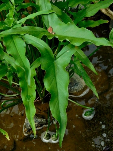 Peltandra virginica (Green arrow arum) — photo