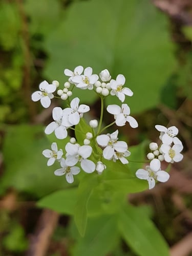 Peltaria alliacea (Garlic cress) — photo