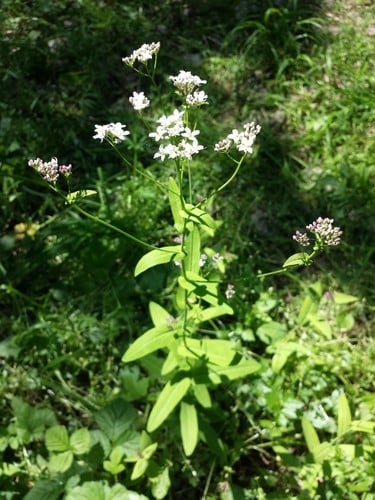 Peltaria alliacea (Garlic cress) — photo
