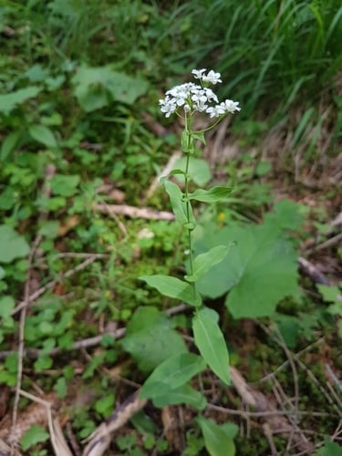 Peltaria alliacea