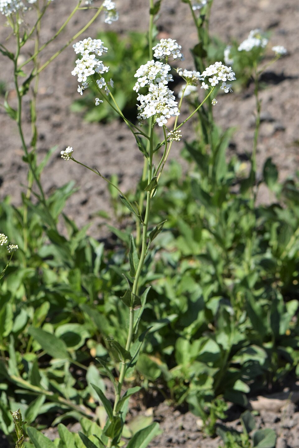 Peltaria turkmena — photo