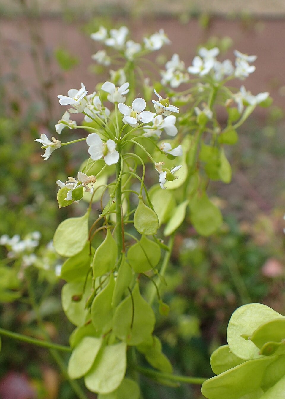 Peltaria turkmena