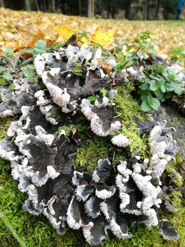 Peltigera canina — photo
