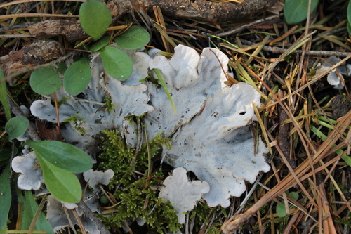 Peltigera canina — photo