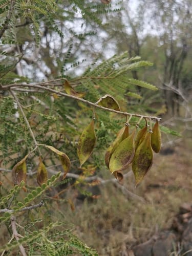 Peltophorum africanum (African wattle) — photo
