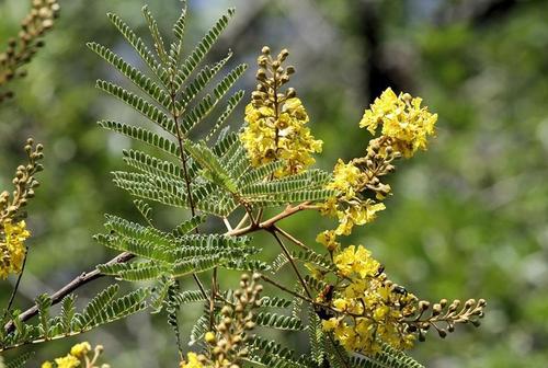 Peltophorum africanum