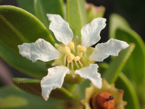 Pemphis acidula