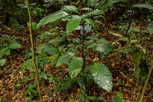 Penianthus longifolius — photo