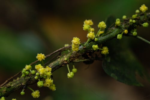 Penianthus longifolius