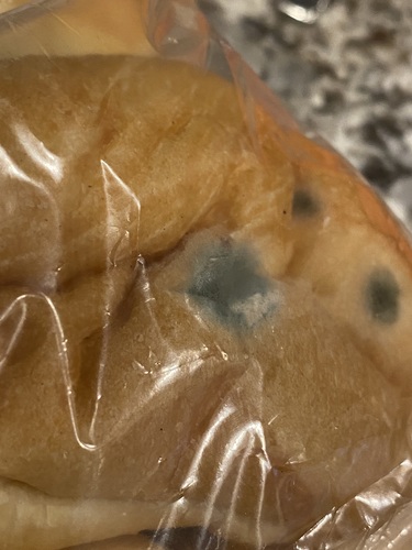 Penicillium chrysogenum (Stilton cheese mould) — photo