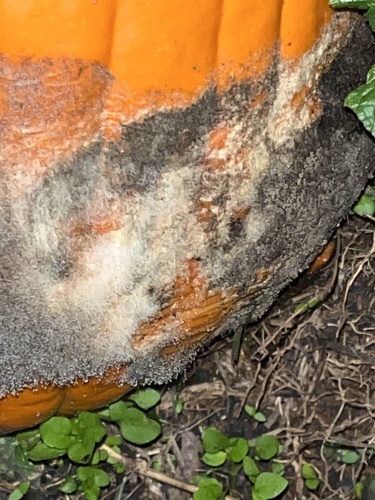 Penicillium chrysogenum (Stilton cheese mould) — photo