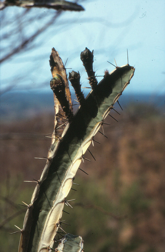 Peniocereus castellae — photo