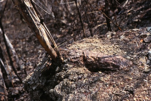 Peniocereus castellae — photo
